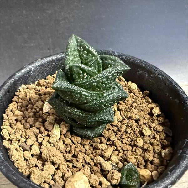 多肉植物：ハオルチア ニグラno.1 特丸葉ダルマタイプ*幅2cm 現品