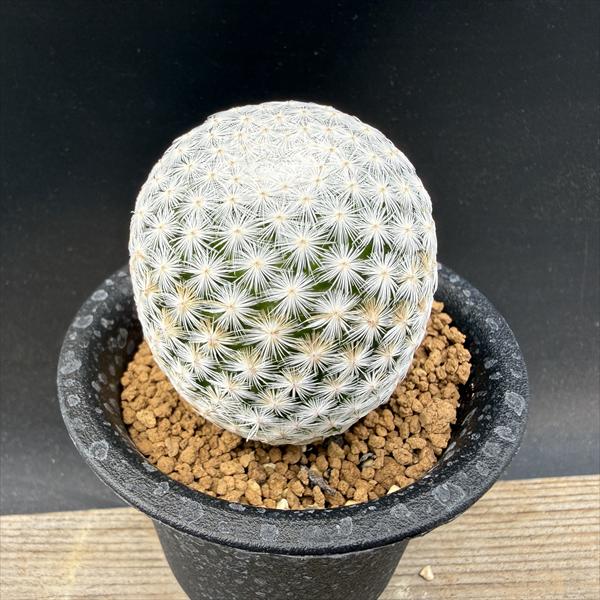 サボテン：マミラリア 白鳥 実生*L 幅4.5cm | サボテン＆多肉植物