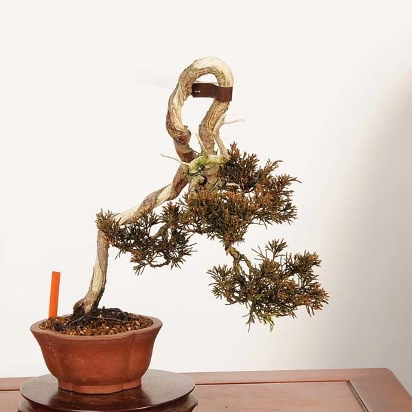 盆栽：特選糸魚川真柏 *現品 一点物 しんぱく シンパク Sabina