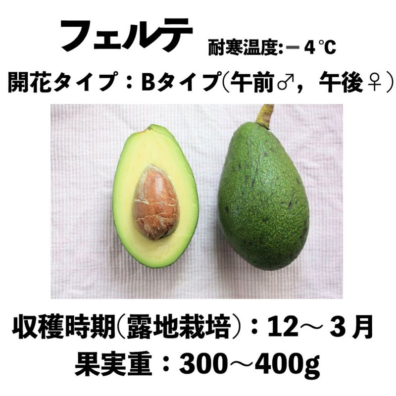 フェルテ (B) 中～大苗 5号ロングポット (接木) Fuerte｜アボカド苗木