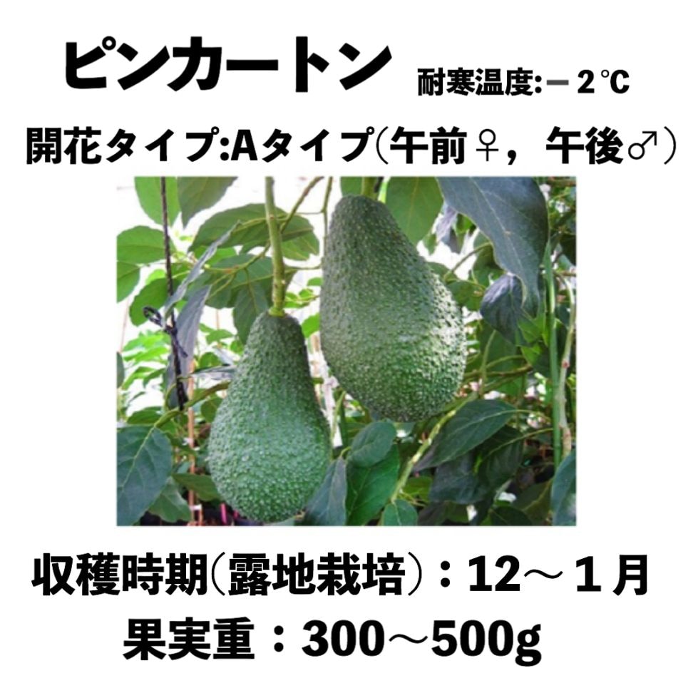 ピンカートン (A) 大苗 5号ロングポット (接木) Pinkerton｜アボカド