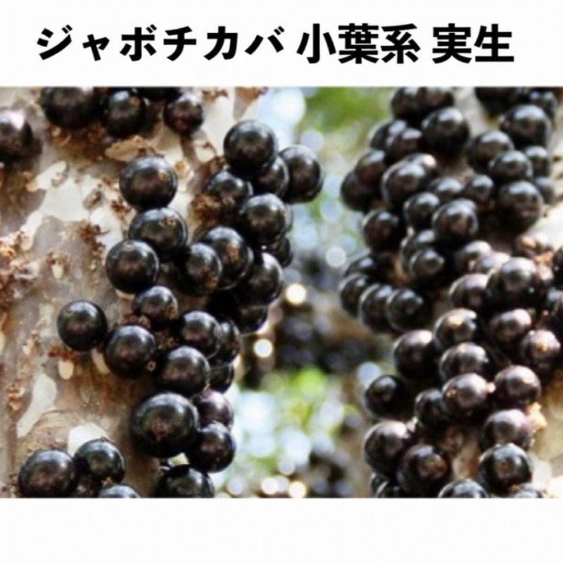 ジャボチカバ実生 小葉系 5号ロングポット 3年生 | ジャボチカバ苗木