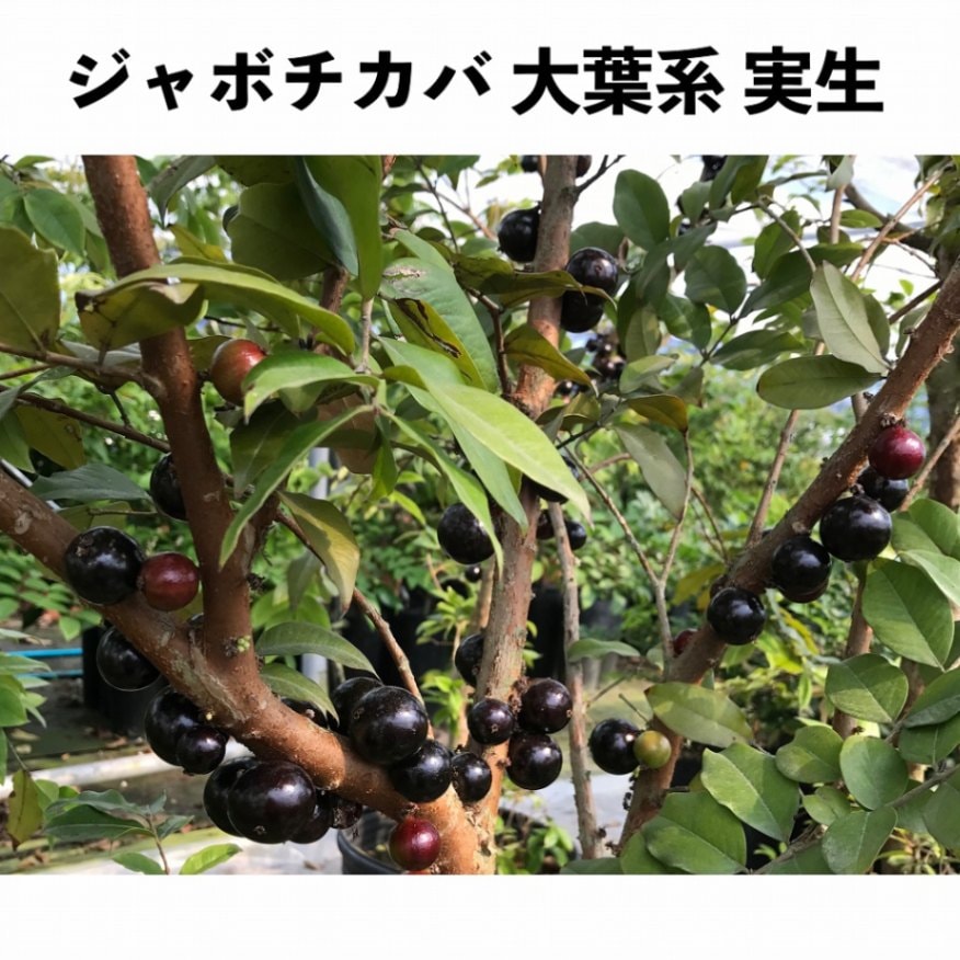 ジャボチカバ実生 大葉系 5号ロングポット 2年生 ≪今だけ！サービス
