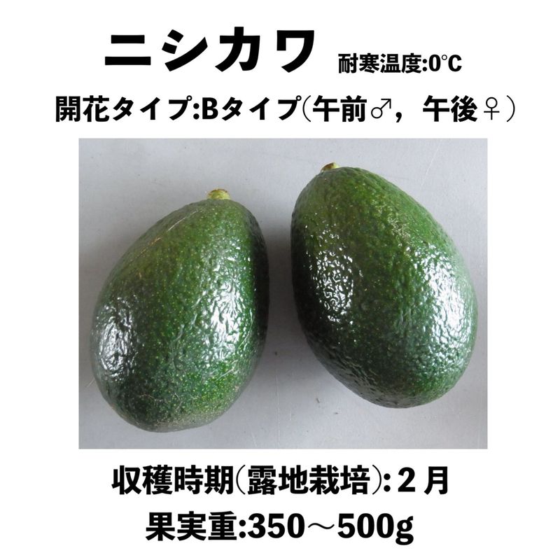 ニシカワ (B) 大苗 5号ロングポット（接木）｜アボカド苗木