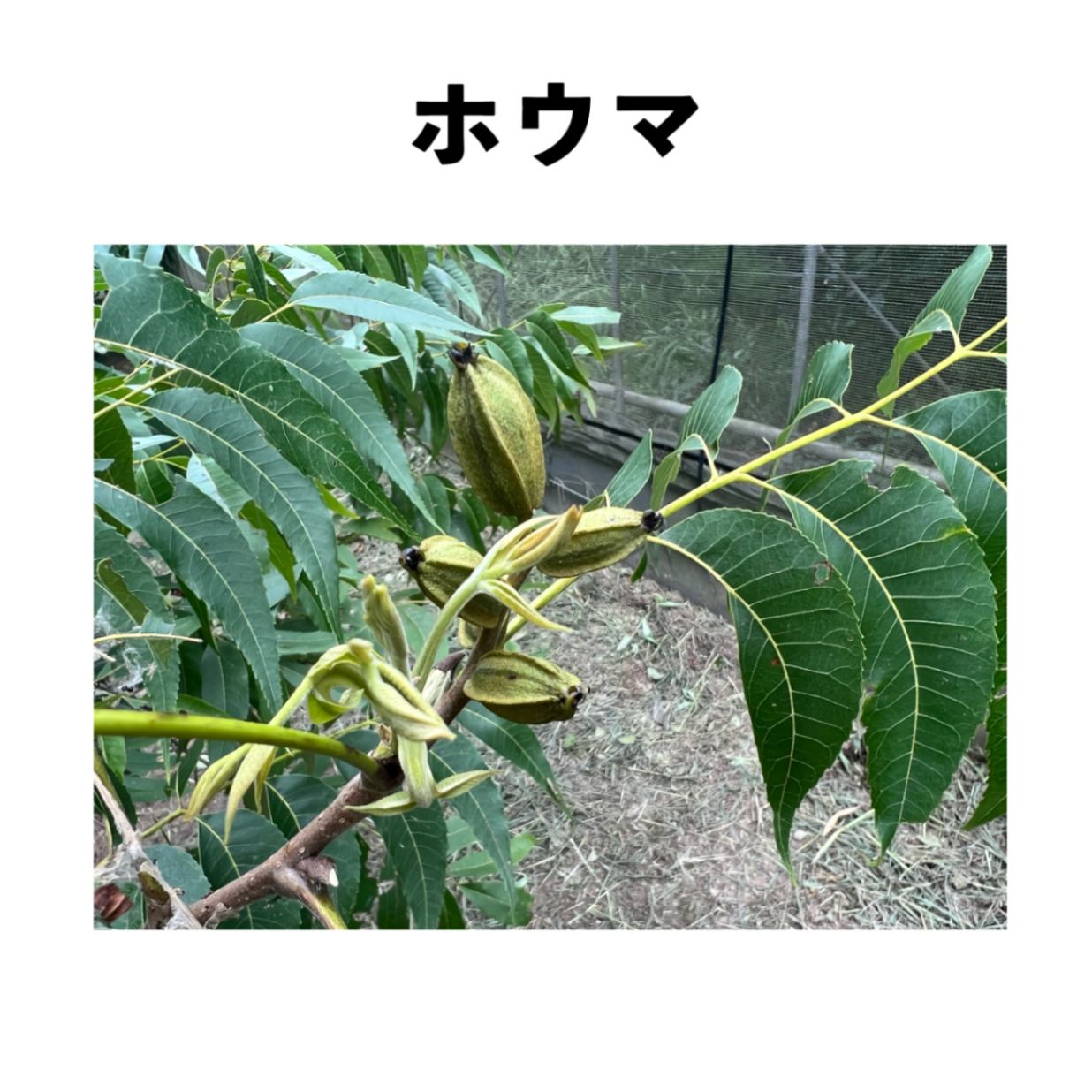 ホウマ 5号ロングポット 小苗 （接木） | ペカン（ピーカンナッツ