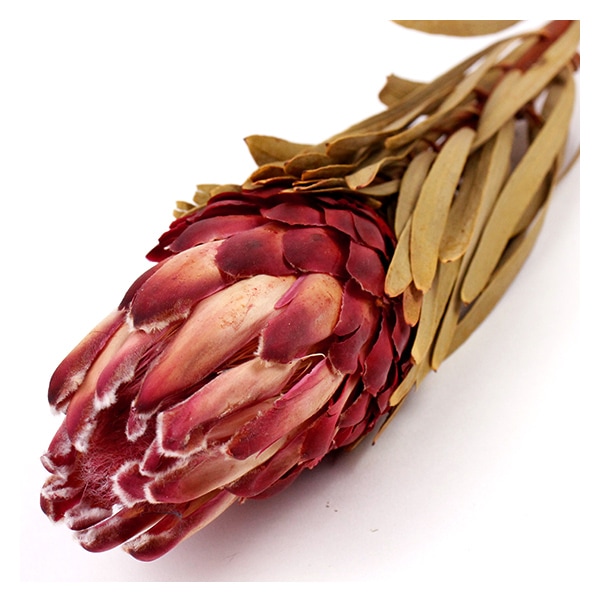 ドライフラワー 『プロテア・ヴィーナス N 40350-000』 フラワー