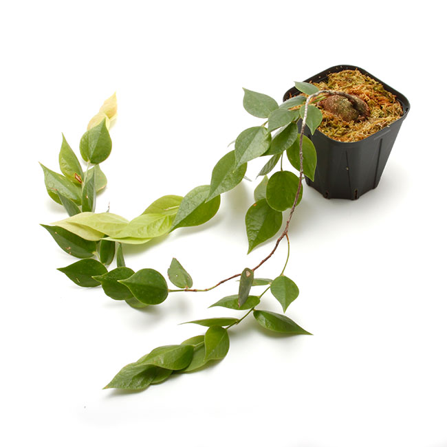 Ceratostema pendens [ セラトステマ・ペンデンス ] 【 PN230317-17 】