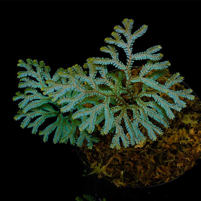 Selaginella siamensis [ セラジネラ・サイアメンシス ] 【 PN231004-04 】