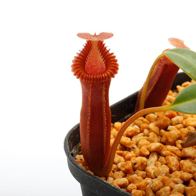 Nepenthes edwardsiana / Tambuyukon / AW / Clone:07 [ ネペンテス