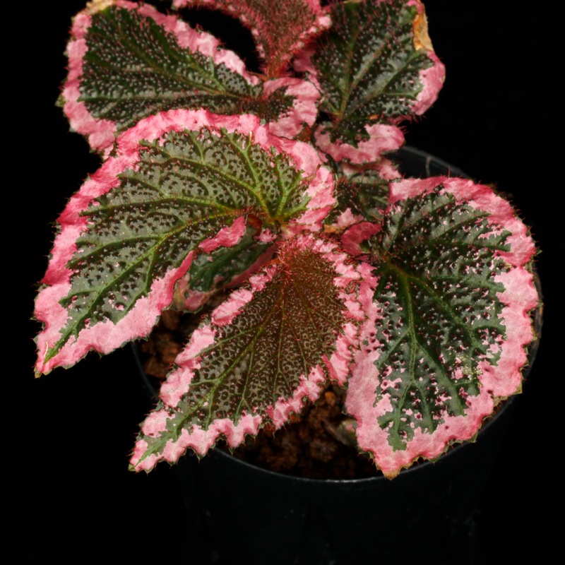 Begonia fulvovillosa [ ベゴニア・フルボビローサ ] 1ポット