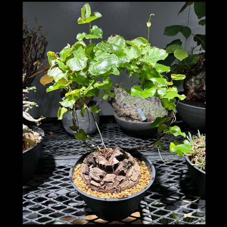 塊根植物【一点物】亀甲竜（ディオスコレア・エレファンティペス