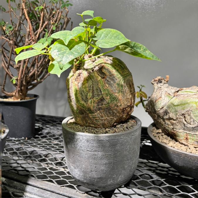 塊根植物【一点物】パキポディウム・グラキリス / 幹幅約7cm×高さ22cm