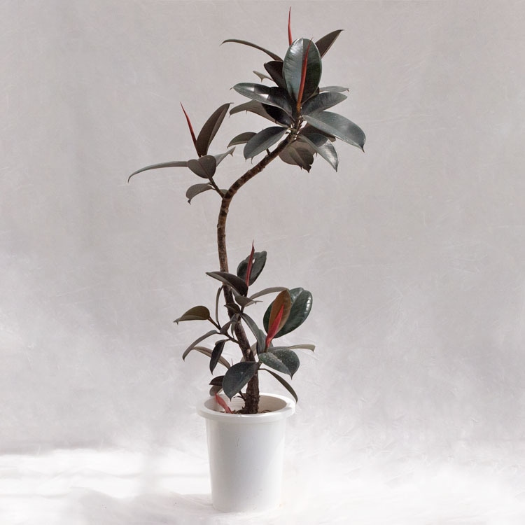 観葉植物 フィカス・バーガンディ / 8寸・約W 55cm×H110～130cm