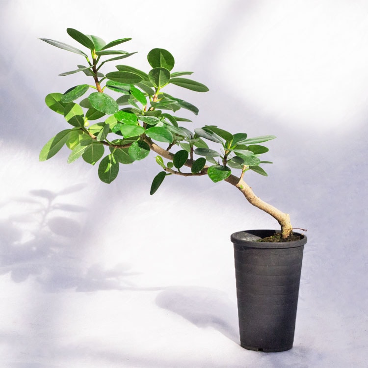 観葉植物 パンダガジュマル（盆栽仕立） / 2.5寸・約H30cm