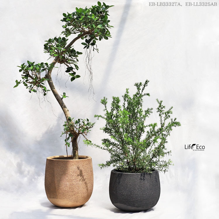 観葉植物 センカクガジュマル（キジムナー）曲げ / 8寸・W60cm×H130cm