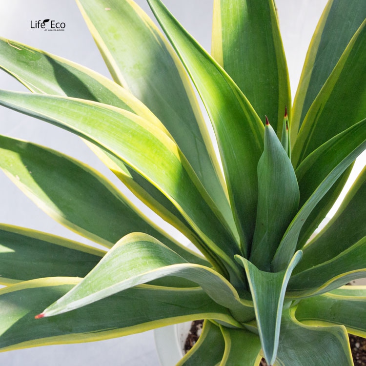 観葉植物・多肉植物 アガベ・ベネズエラ / 8寸・W70cm×H70cm【送料F】