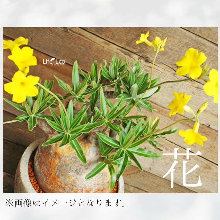 塊根植物【一点物】パキポディウム・グラキリス / 幹幅約6cm×高さ18cm
