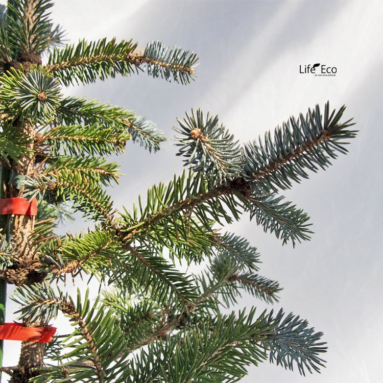 庭木・植木 ピセア・プンゲンスポプシー（コロラドトウヒ