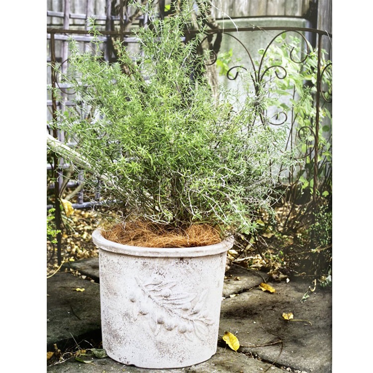 植木鉢 アンティーク調 素焼き テラコッタ鉢 オリーブ ラウンド