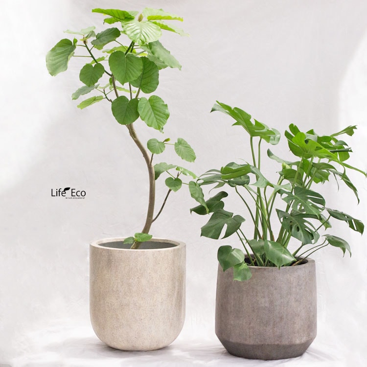 観葉植物 フィカス・ウンベラータ（曲げ） / 8寸・約W 65cm×H120～140cm