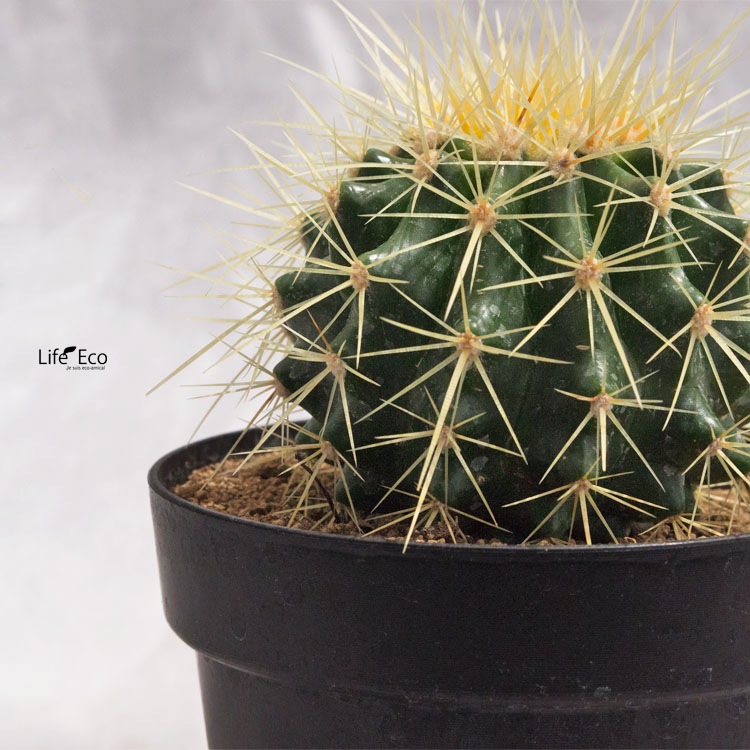 観葉植物 サボテン・金鯱（キンシャチ） / 4寸・約H15cm