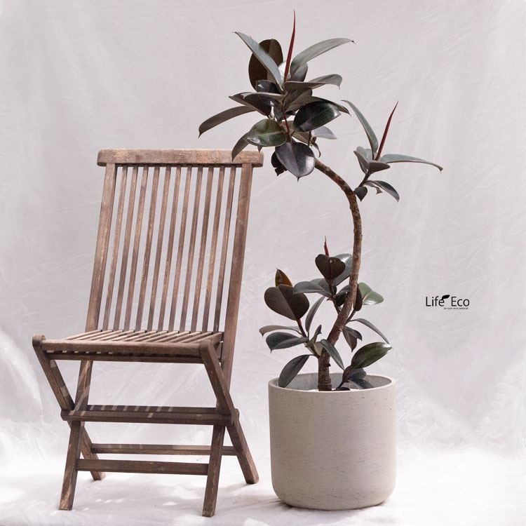 観葉植物 フィカス・バーガンディ / 8寸・約W 55cm×H110～130cm