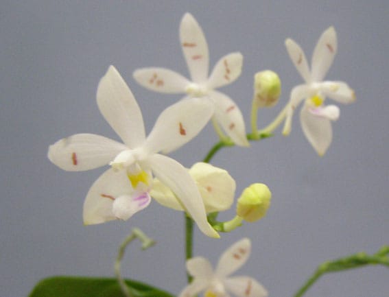 胡蝶蘭　原種　テトラスピス　フラスコ　Phal ファレノプシス 洋蘭　洋ラン Phal.tetraspis (テトラスピス) BS ファレノプシス原種 (販売期間4月