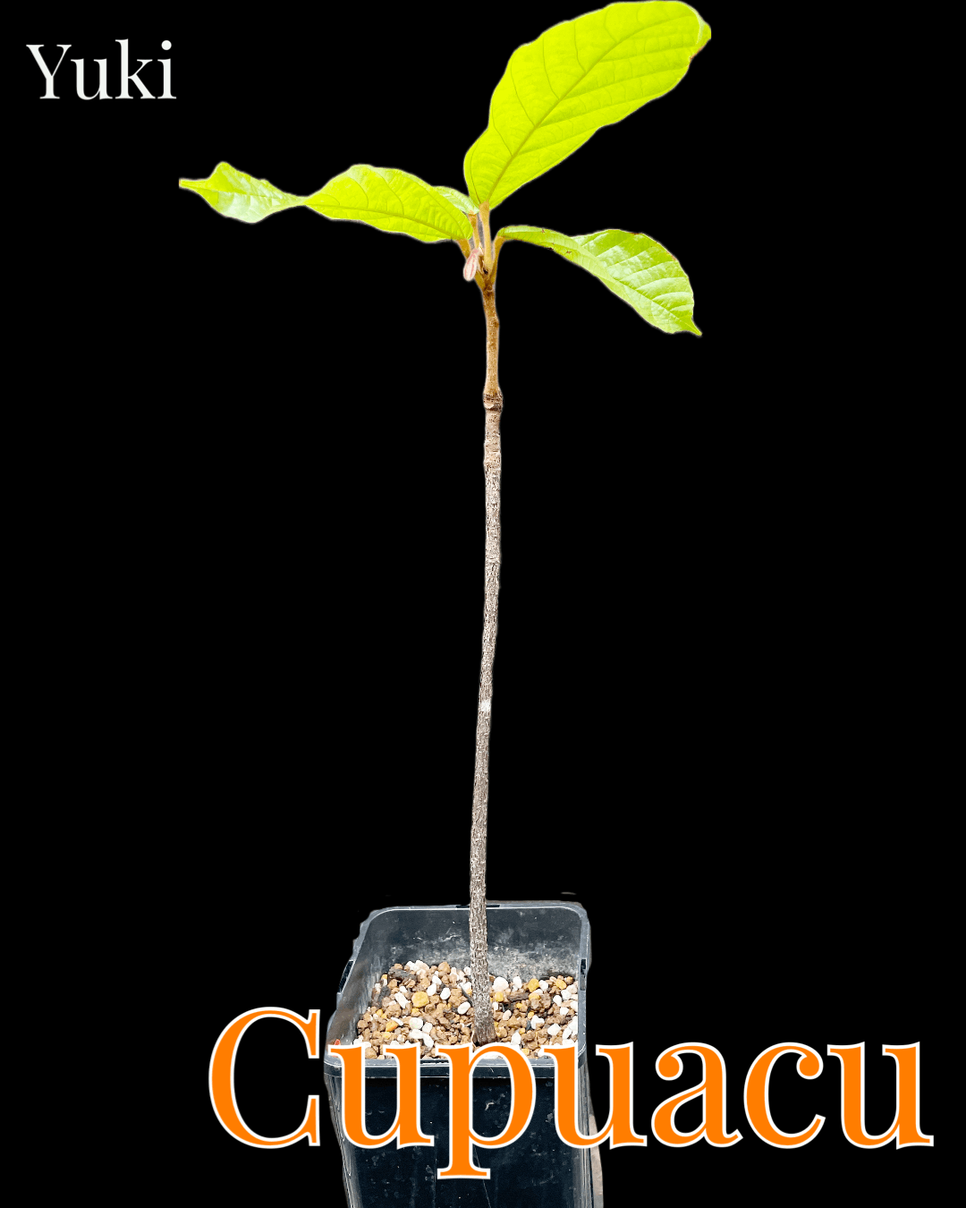 カカオ・クプアスの販売通販ならユーキーズ。