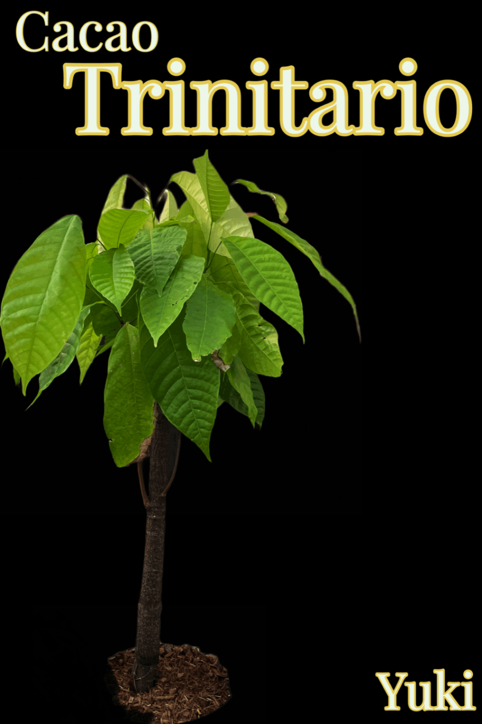 カカオ・トリニタリオ種の通販、販売ならユーキーズ。
