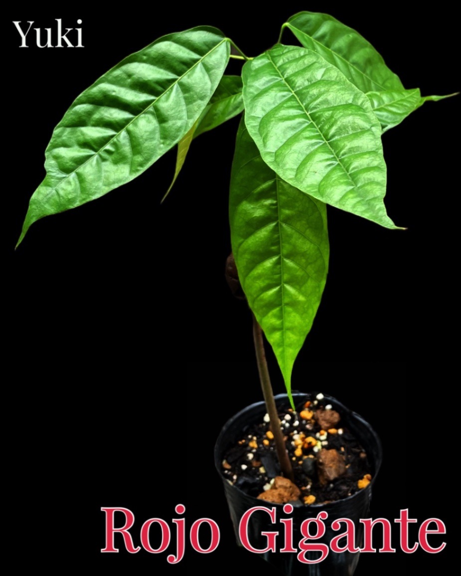 カカオ・トリニタリオ種の苗販売、通販ならユーキーズ。