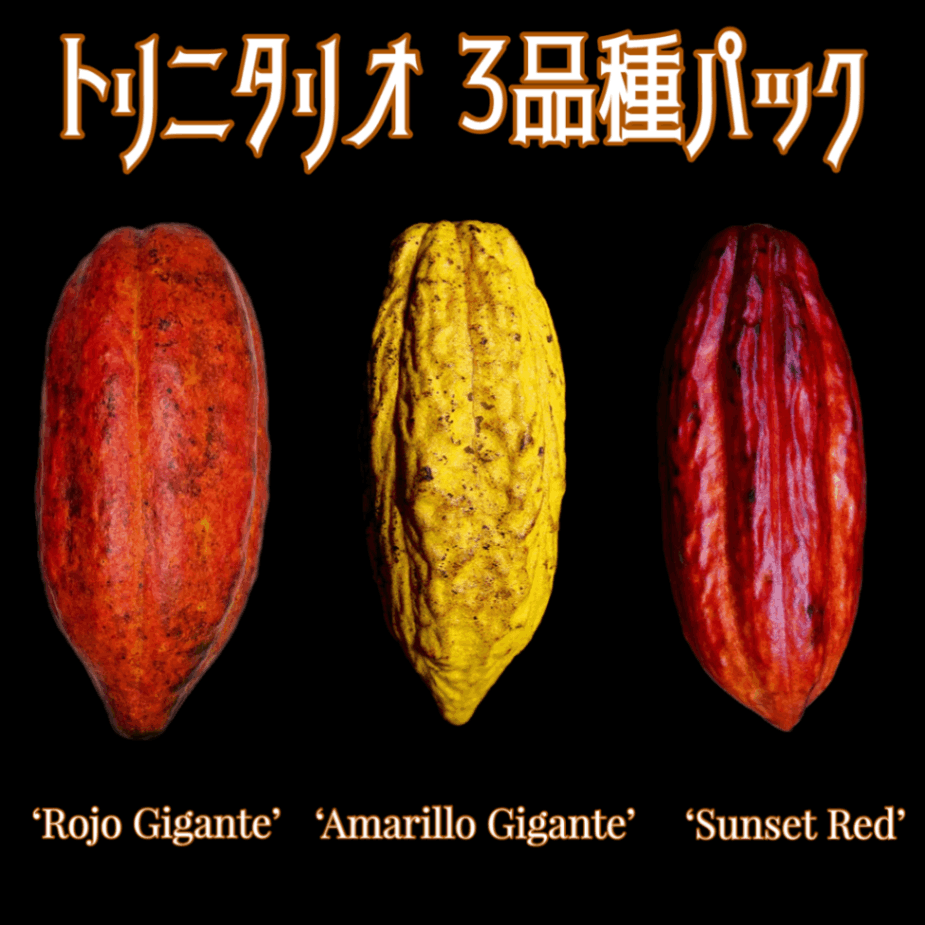 カカオ・トリニタリオ種の苗販売、通販ならユーキーズ。