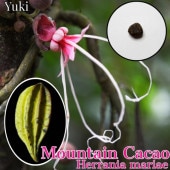 クプアス・モキャンボ ・ヘラニア苗種子販売 通販ならユーキーズ