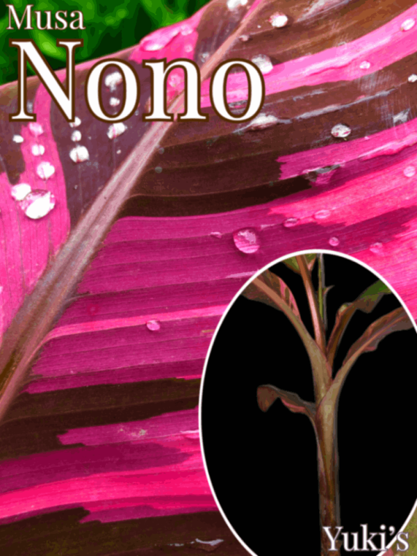 バナナ、エンセテ、ムサ種子苗販売 ピンク斑入りバナナ ムサ・ノノ の