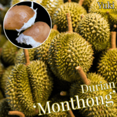 ドリアン・Durio苗 熱帯果樹苗販売・通販ならユーキーズ