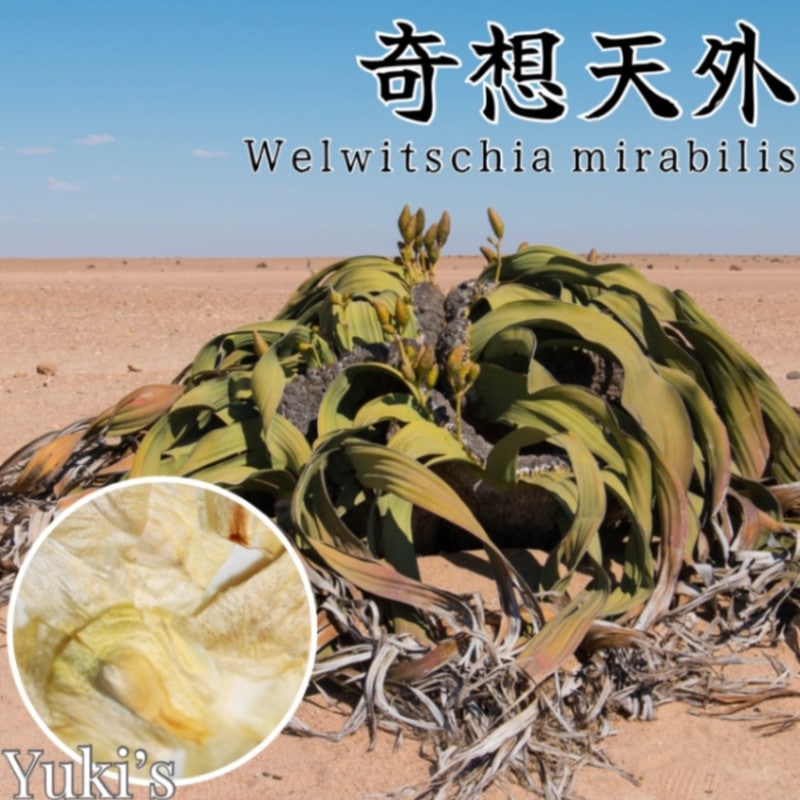 ウェルウィッチア、奇想天外の種子販売ならユーキーズ。