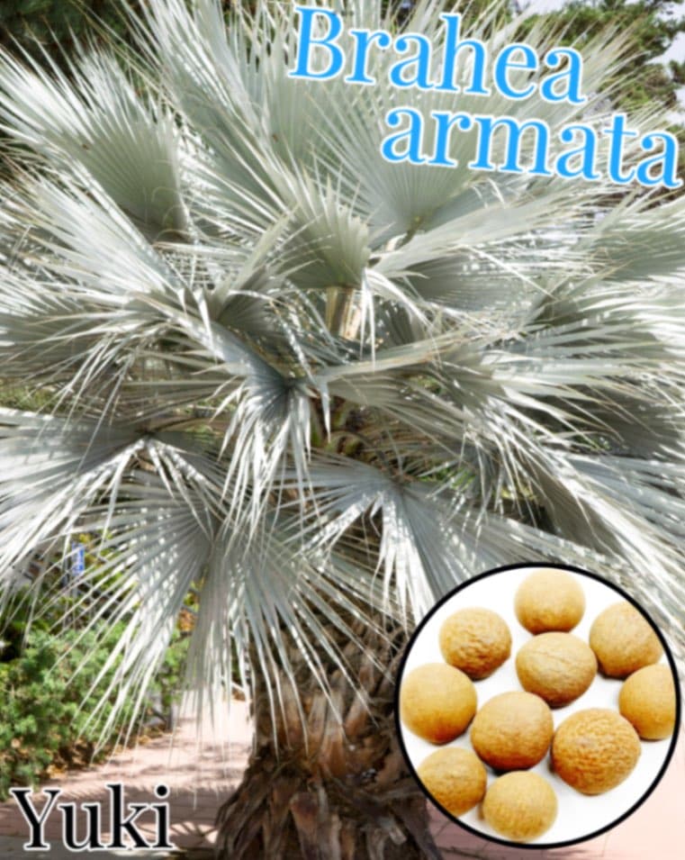 予約商品]ブラヘア・アルマータ [耐寒性ヤシ]種子 Brahea armata/12月