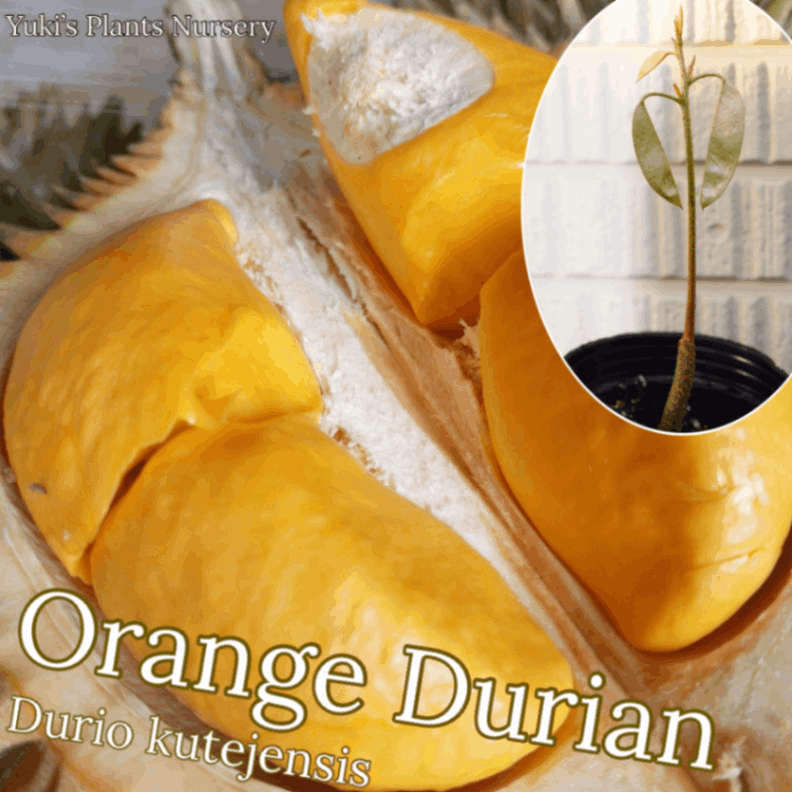 オレンジ・ドリアン ライ 発根種子[ワイルド・ドリアン] Durio kutejensis