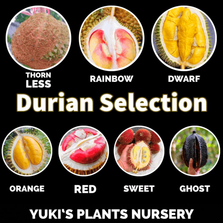 ジャイアント レッド・ドリアン 苗[ワイルド・ドリアン] Durio graveolens