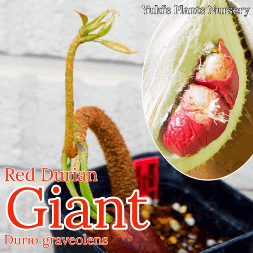 ジャイアント レッド・ドリアン 苗[ワイルド・ドリアン] Durio graveolens