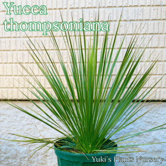 ユッカ・グロリオサ 斑入り 中株(葉先まで20cm前後)[耐寒性ユッカ