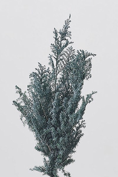 大地農園 ヒムロスギ シルバーグリーン | プリザーブド・リーフ類,枝葉