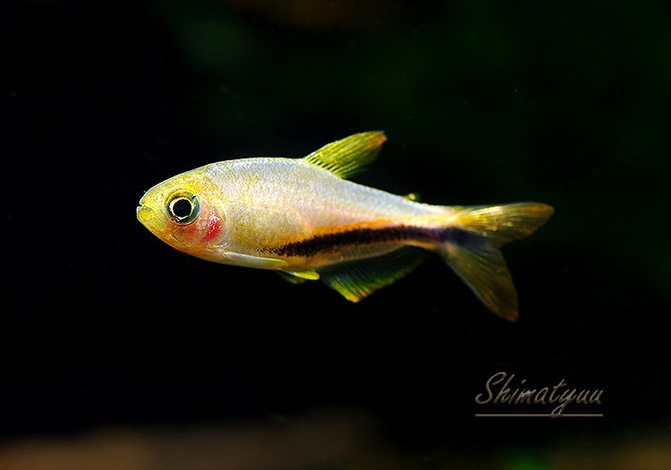 熱帯魚】 インパイクティス.sp.オレンジデビル “T1” WILD 1匹 | 熱帯魚