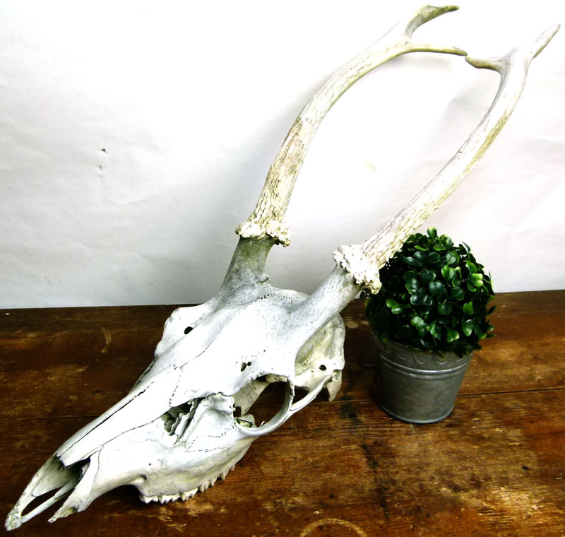 希少】アンティーク 鹿 骨 頭蓋骨付き スカル 角(ツノ) オブジェ