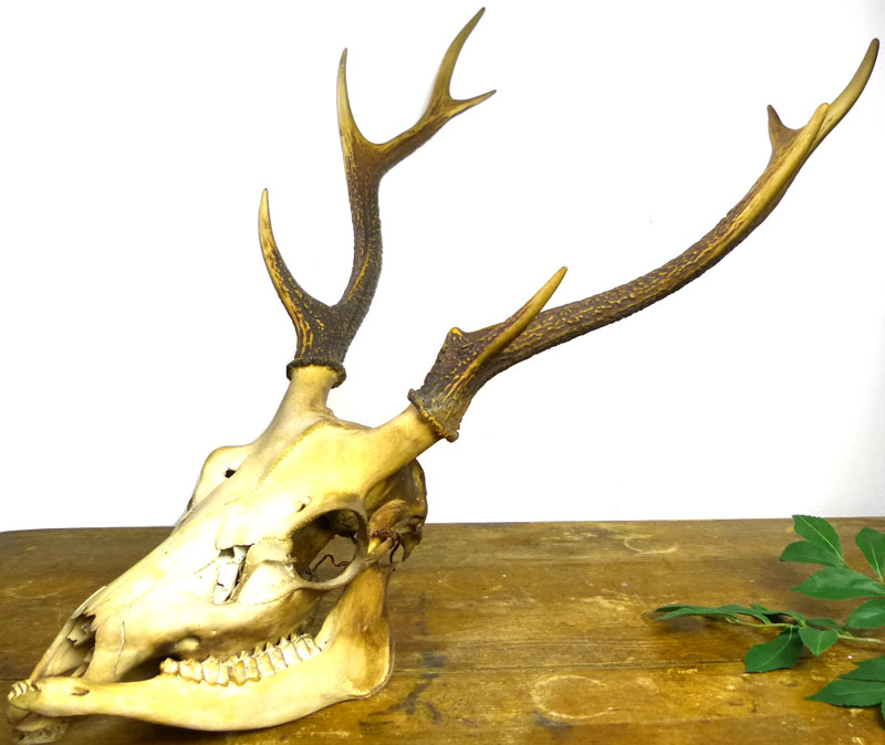 希少】アンティーク 鹿 骨 頭蓋骨・顎付き スカル 角(ツノ) オブジェ