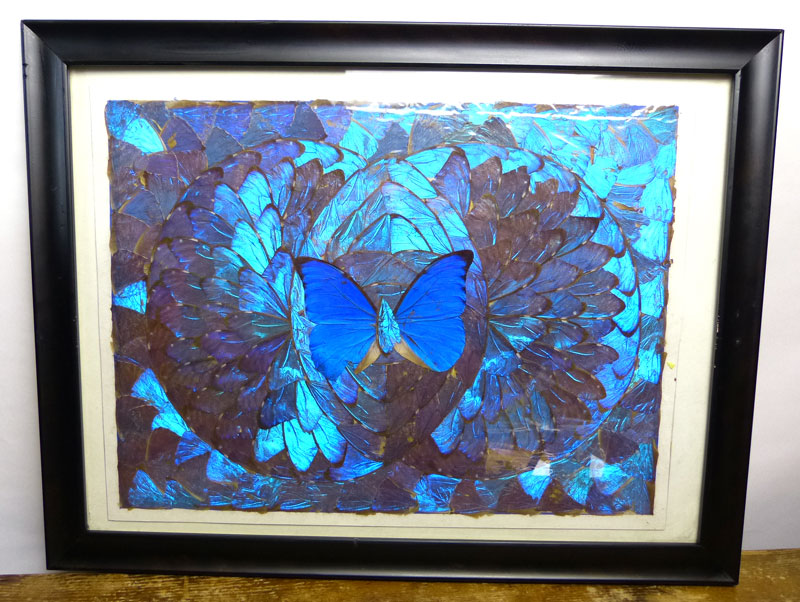 ブルー モルフォ蝶 蝶画 蝶額 羽根細工 バタフライ【中古