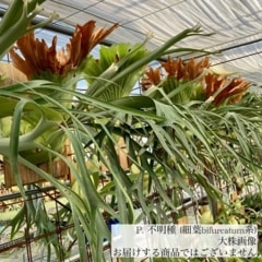 ビカクシダ,ビフルカツム | エアープランツ専門店 Branches and Leaves