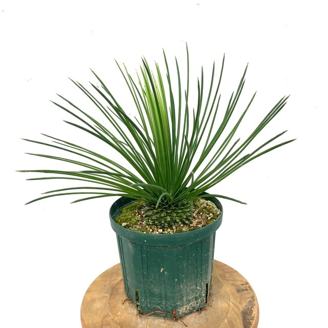 現品) アガベ ジェミニフローラ (No.61962) | 希少な観葉植物,アガベ