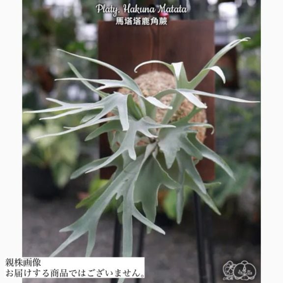 現品) ビカクシダ 'ハクナマタタ' (TC) (No.41154) | ビカクシダ,交配