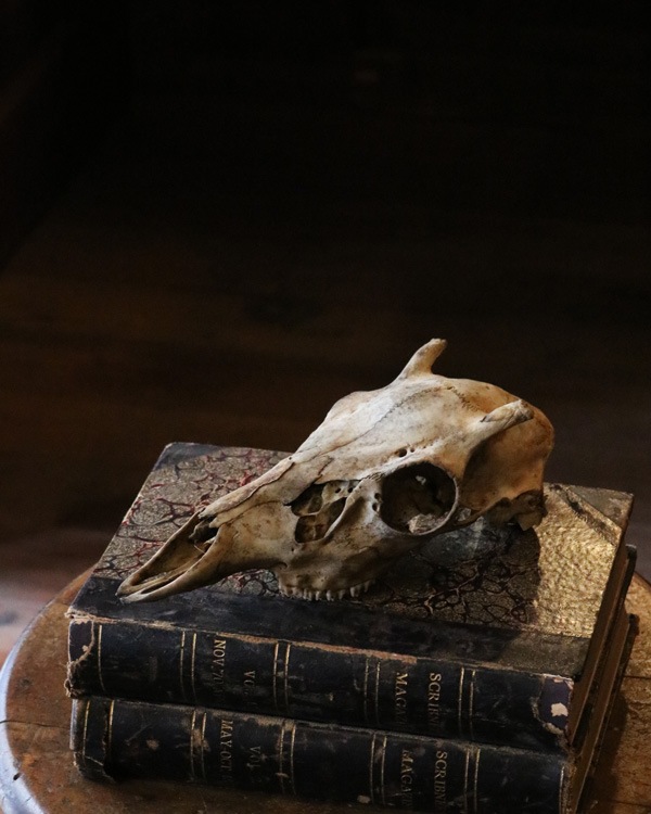 Coyote Skull A｜コヨーテの頭骨 A