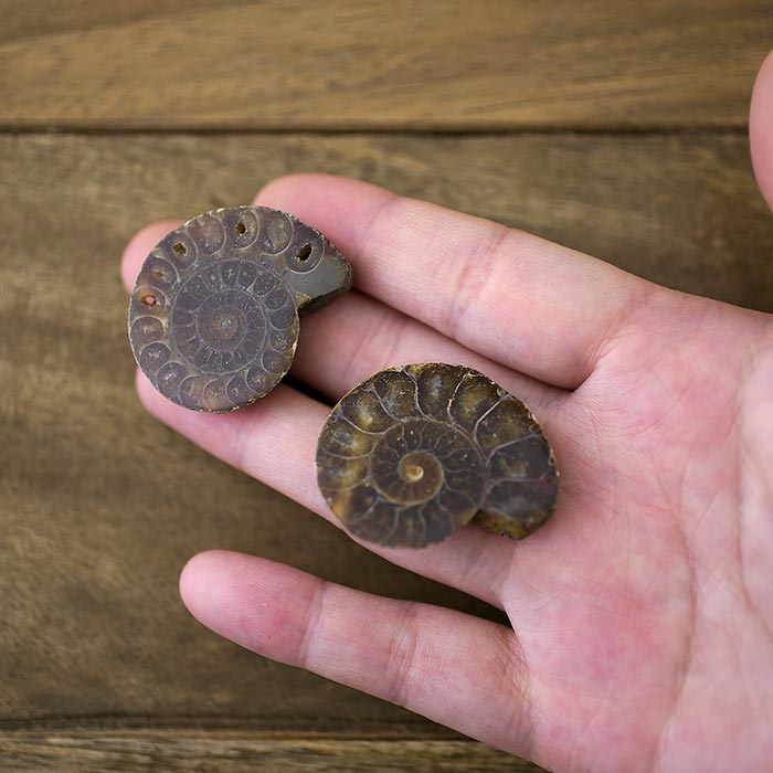 在庫限り】アンモナイト（化石）横穴 右回り/ブラックS | ・天然石